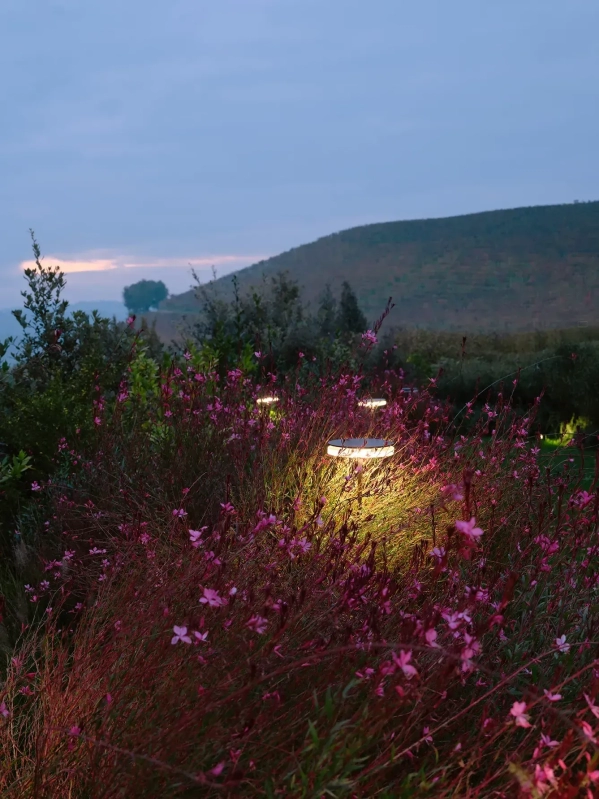 Lumière Chiodo dans un buisson